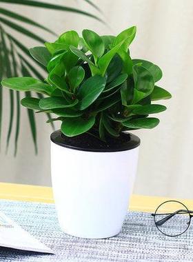 豆瓣绿盆栽多肉植物水培花卉植物室内客厅桌面绿植碧玉去吸除甲醛