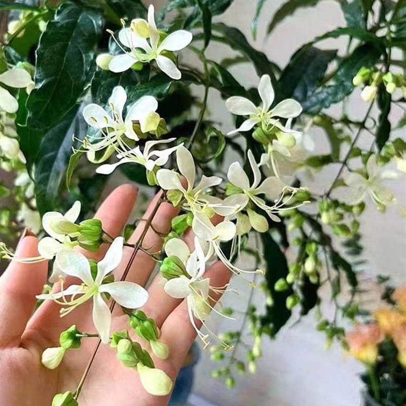 垂丝茉莉风车茉莉花盆栽进口垂吊带花苞大苗四季开花室内绿植好养,淘宝优惠券,粉丝福利购,淘宝优惠卷