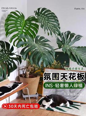 龟背竹盆栽老桩客厅大型绿植物室内四季常青富贵竹花卉好养水培
