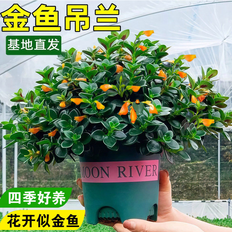 金鱼吊兰盆栽带花苞室内花卉绿植办公室桌面旺宅植物盆景四季好养,淘宝优惠券,粉丝福利购,淘宝优惠卷