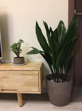 一叶兰盆栽植物室内客厅大叶观叶绿植四季常青耐寒净化空气吸甲醛