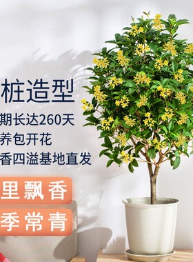 桂花树苗四季桂盆栽室内阳台好养耐寒庭院老桩浓香型花期长花卉