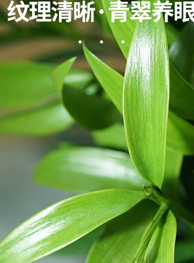 驱蚊竹柏水培植物室内水养绿植花卉盆栽办公室桌面四季常青好养活