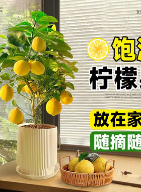 香水柠檬树盆栽带果可食用老桩树苗四季结果室内阳台庭院花卉植物