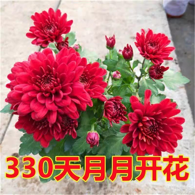 四季开花荷兰菊进口菊花苗耐寒易活四季开花盆栽室内外阳台绿植物,淘宝优惠券,粉丝福利购,淘宝优惠卷