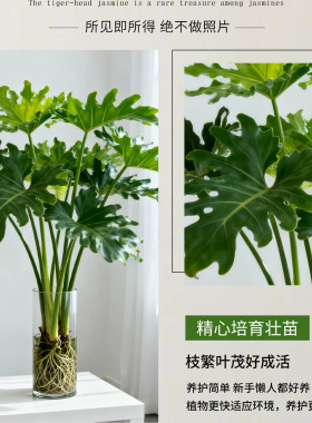 春羽水培植物室内客厅办公室桌面盆栽花卉大叶龟背竹四季好养绿植