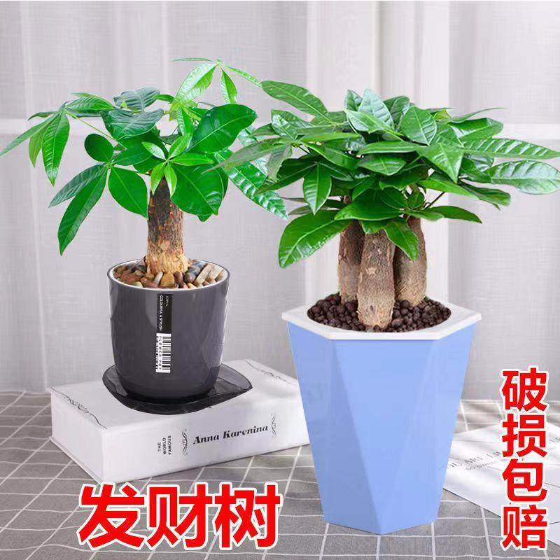 发财树盆栽办公室内桌面小盆景大发财树苗四季好养活招财花卉绿植,淘宝优惠券,粉丝福利购,淘宝优惠卷