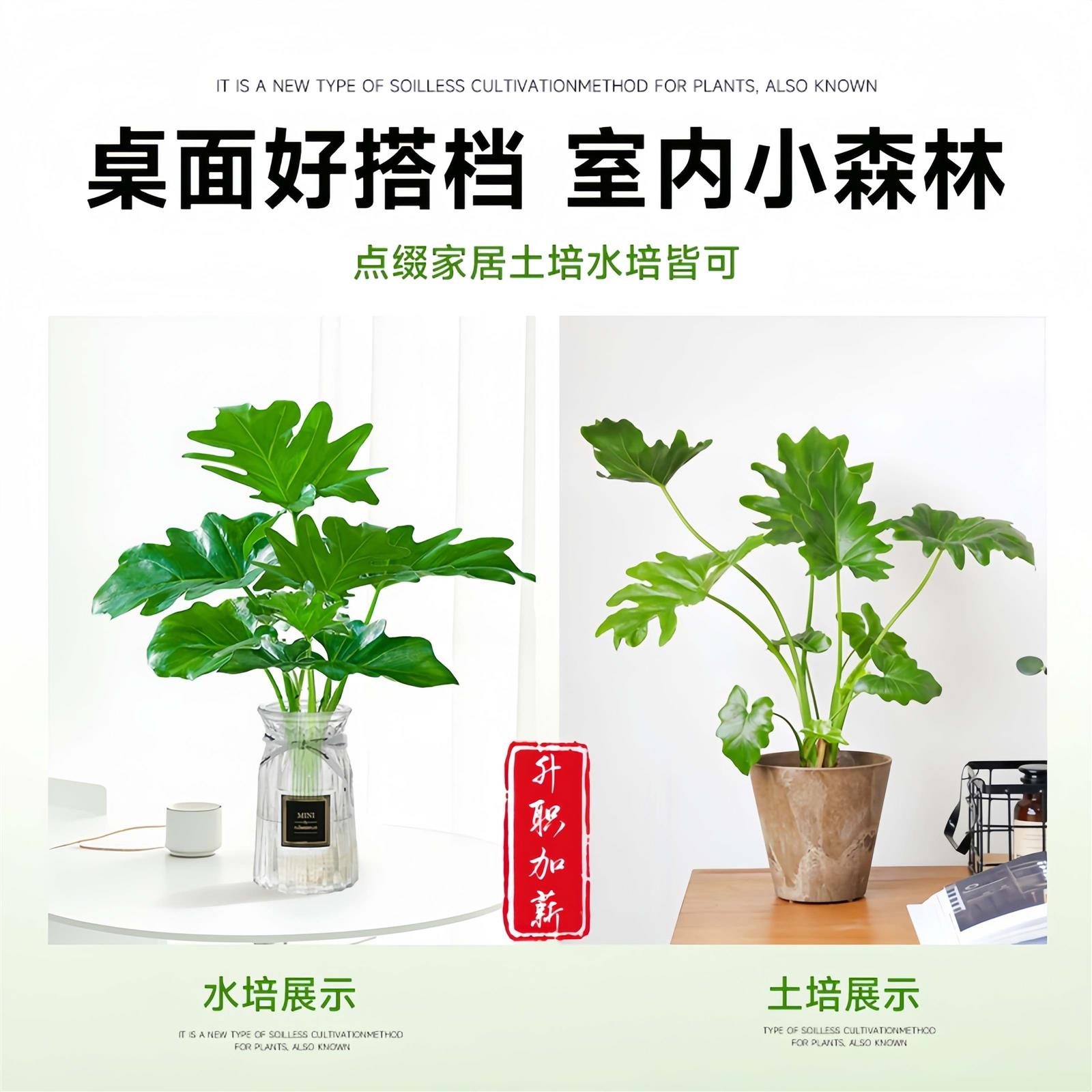 春羽盆栽耐阴易活水培植物室内龟背竹春雨绿植常青好养办公桌植物 - 图1