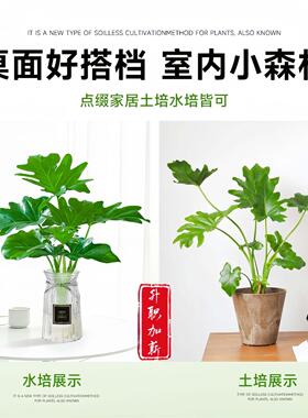 春羽盆栽耐阴易活水培植物室内龟背竹春雨绿植常青好养办公桌植物