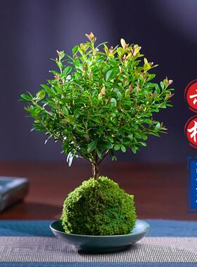 水培植物苔藓球小叶赤楠盆景室内水养绿植净化空气吸甲醛四季常青