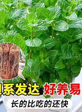 薄荷秧苗可食用室内植物盆栽水培柠檬薄荷叶迷迭香驱蚊草绿植好养
