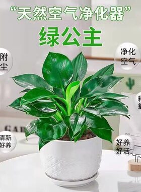 金钻盆栽绿萝花卉绿植室内花水培植物除办公室甲醛多肉发财树桌面