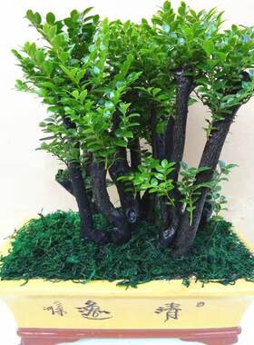 小叶紫檀盆景树桩植物花卉盆栽办公室内绿植耐寒四季常青