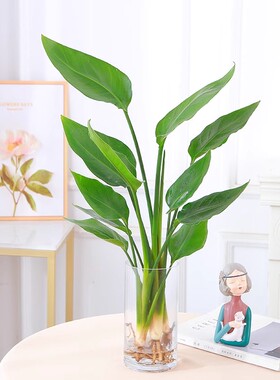 水培植物天堂鸟绿植盆栽花卉植物室内客厅无土水培龟背竹四季常绿