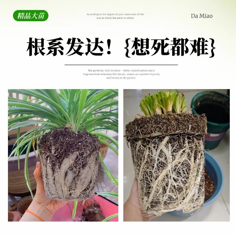 金边吊兰垂吊植物四季好养活绿植室内盆栽客厅阳台吊篮好养花卉,淘宝优惠券,粉丝福利购,淘宝优惠卷