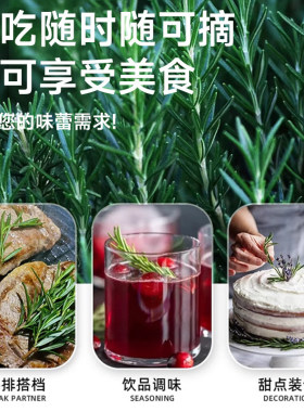 薄荷迷迭香盆栽可食用新鲜苗薄荷叶绿植室内客厅桌面盆栽四季好养
