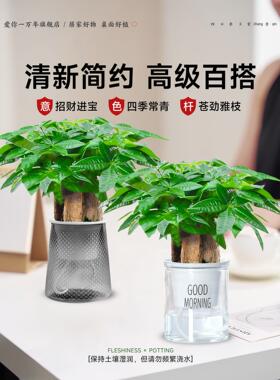发财树小盆栽客厅花卉绿植物办公室内文竹水培招财树盆景四季好养