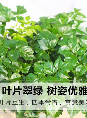 幸福树盆栽玻璃水培植物办公室桌面耐养小植物净化空气盆栽