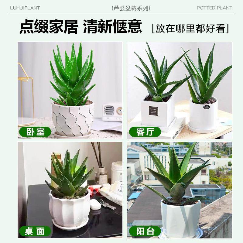 芦荟盆栽大盆室内净化空气绿植办公仙人掌多肉植物四季好养活花卉,淘宝优惠券,粉丝福利购,淘宝优惠卷