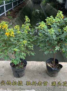 黄金梅盆栽木本植物花园多年生花卉露天室外开花带花苞庭院耐寒