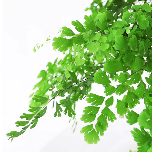 铁线蕨绿植盆栽客厅吸甲醛绿植凤尾蕨铁丝草室内耐阴狼尾蕨类植物 - 图2