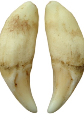 藏獒牙 黑狗牙 狼狗牙 项链吊坠 男女儿童