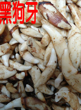 真黑狗牙别针 宝宝婴儿童安全胸针 藏獒牙手链项链