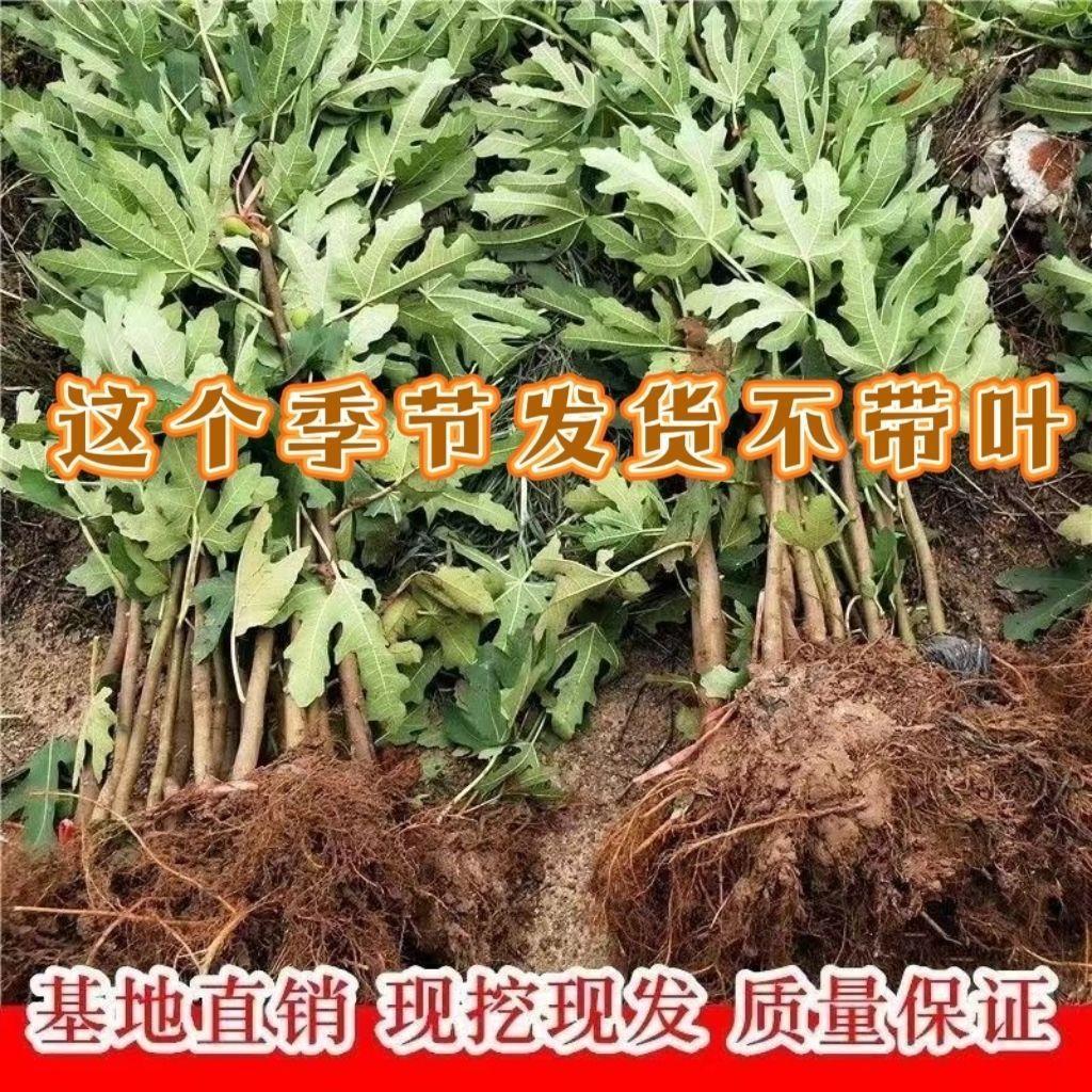 砂糖奶油无花果树苗阳台盆栽庭院地栽南北方耐寒种植当年结果树苗 - 图0