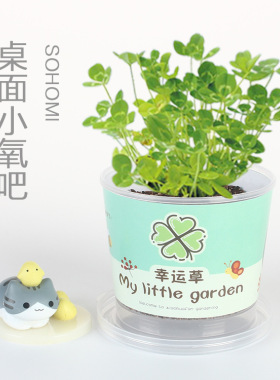 DIY负离子绿植小盆栽水培
