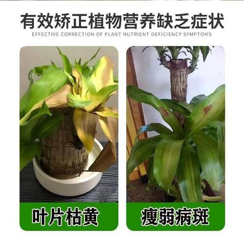 【巴西木爆芽开花】促生根专用营养液幸运木有机肥促芽护根专用肥 - 图0