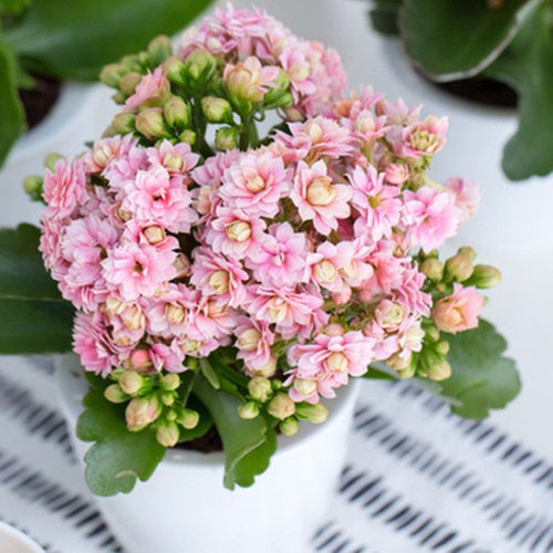 【两盆长寿花】花后苗 四季开花 不售后 - 图0