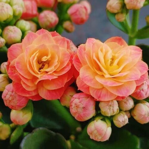 【两盆长寿花】花后苗 四季开花 不售后 - 图1