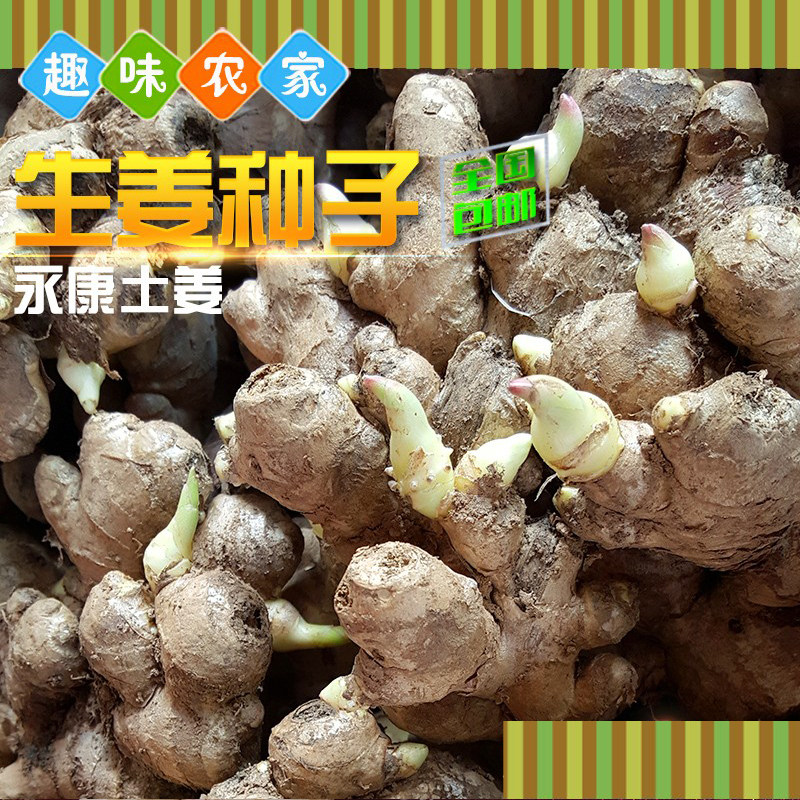 永康五指岩嫩姜新鲜生姜土姜种子现挖新姜小黄姜5斤子姜醋泡姜_虎窝淘