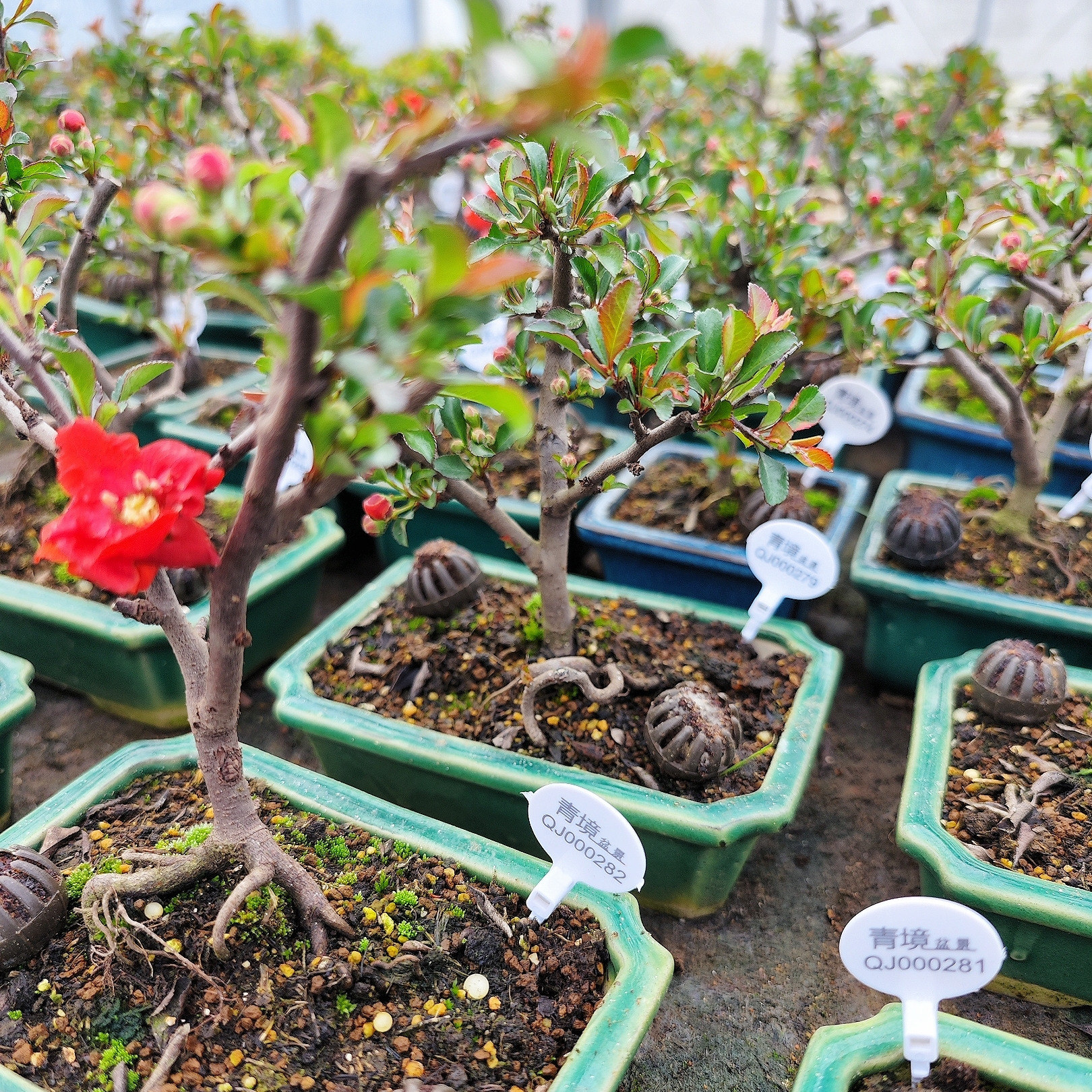 日本进口原生八重咲盆景长寿梅重瓣红花名贵品种小品办公桌面茶桌 - 图1