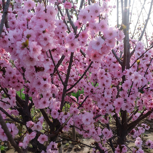 梅花树苗美人梅树庭院种植地栽盆栽苗木植物室外耐热耐冻耐寒花卉 - 图1