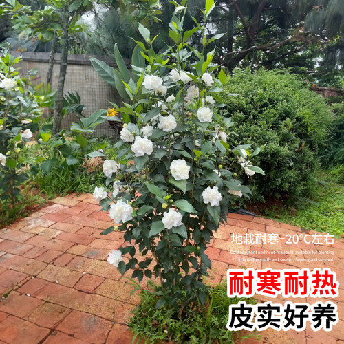 可食用木槿花树苗白色重瓣当年夏天季开花耐寒耐热耐晒室外植物 - 图1