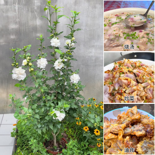 可食用木槿花树苗白色重瓣当年夏天季开花耐寒耐热耐晒室外植物 - 图2