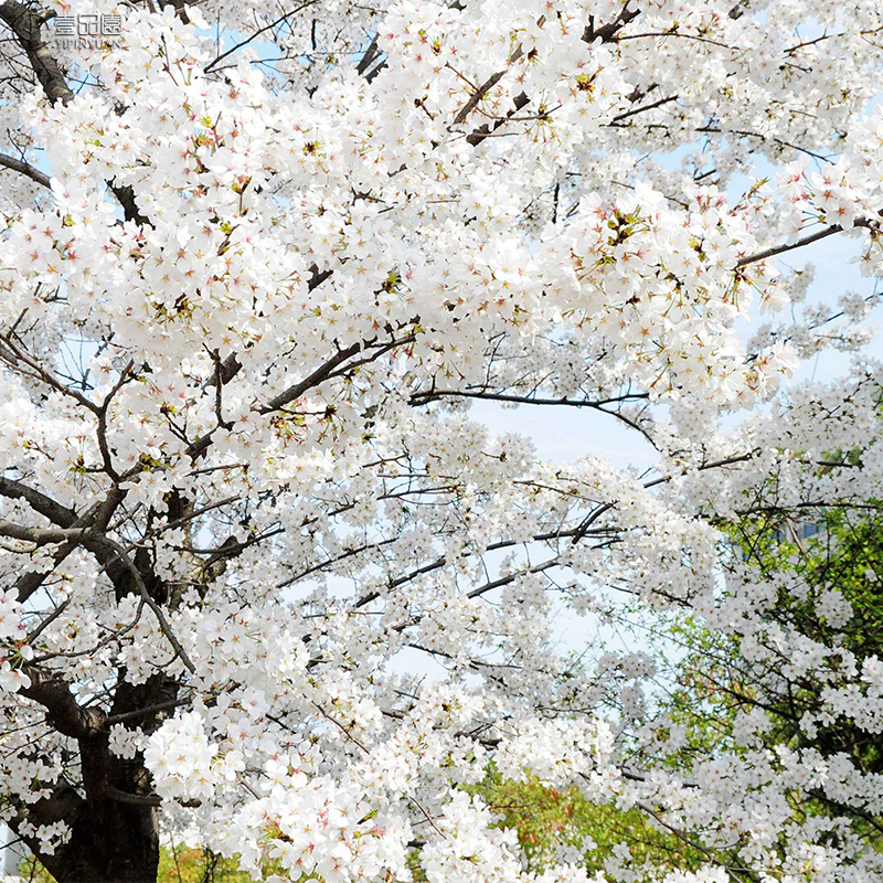 染井吉野樱花树苗南方北方耐热耐寒花园植物日本早樱东京樱花苗