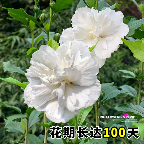可食用木槿花树苗白色重瓣当年夏天季开花耐寒耐热耐晒室外植物 - 图0
