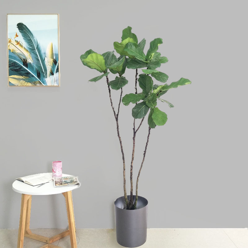 顺丰送货上门可挑选一物一拍琴叶榕多杆型植物室内大型真绿植 - 图0