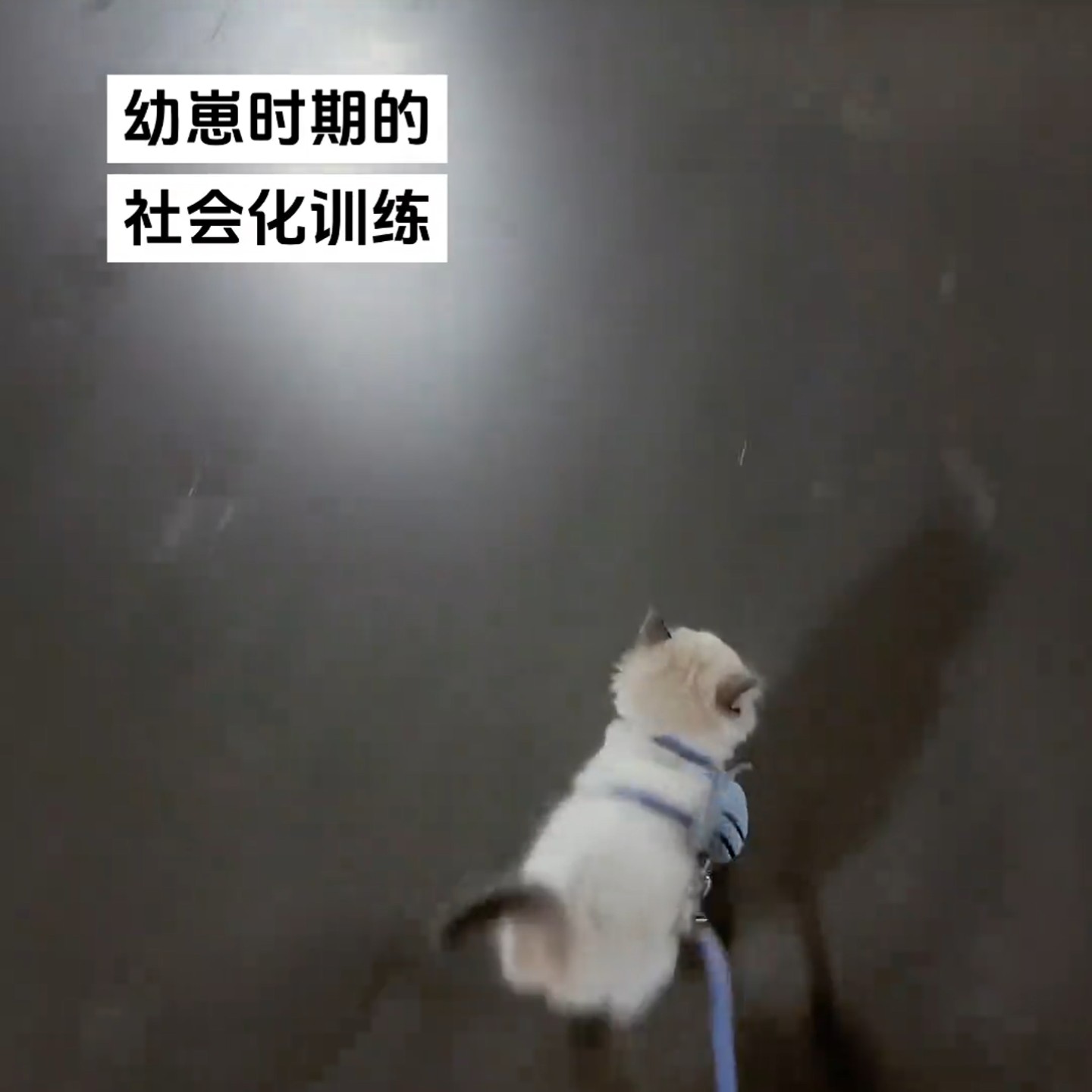 可爱小蝴蝶猫咪牵引绳防走丢外出专用溜猫狗可调节防挣脱宠物用品,淘宝优惠券,粉丝福利购,淘宝优惠卷