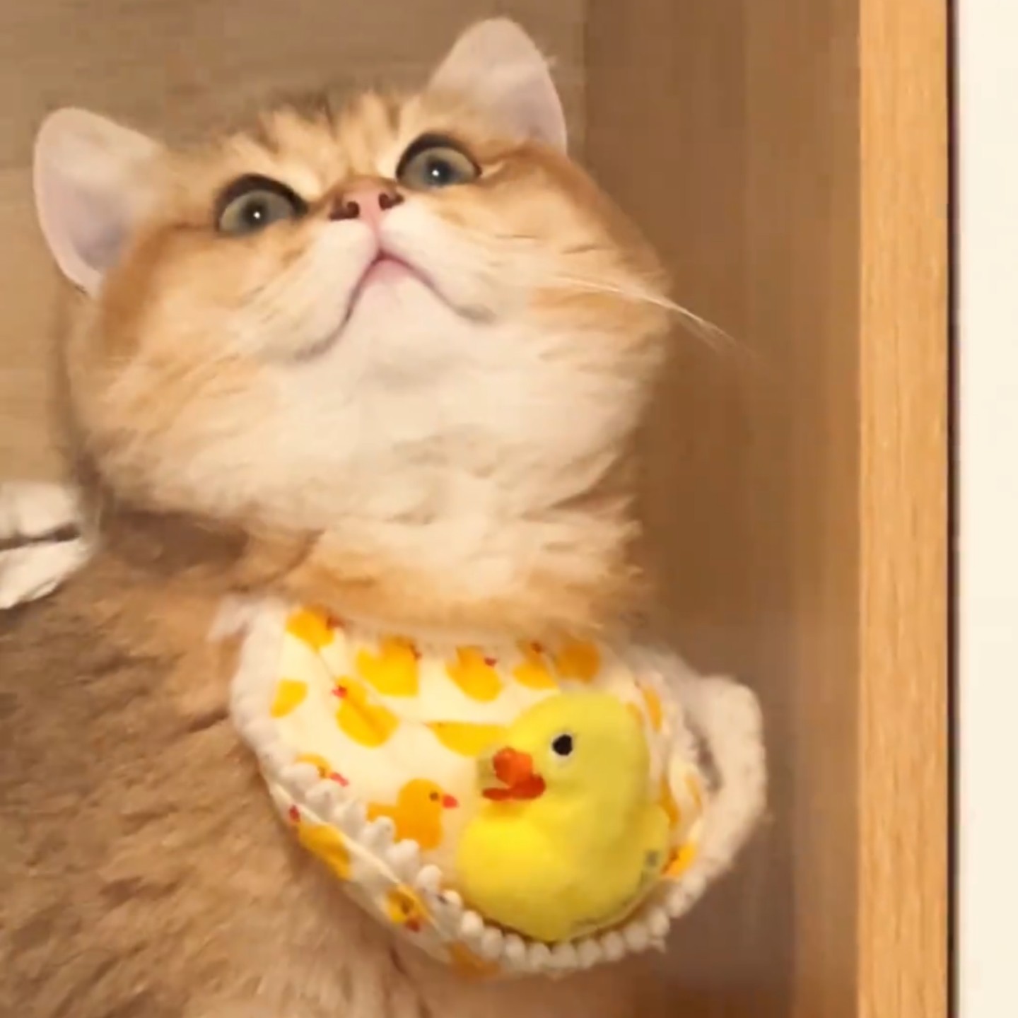 宠物口水巾猫咪围兜狗狗蕾丝围脖手工装饰品布艺项圈可爱拍照布偶,淘宝优惠券,粉丝福利购,淘宝优惠卷