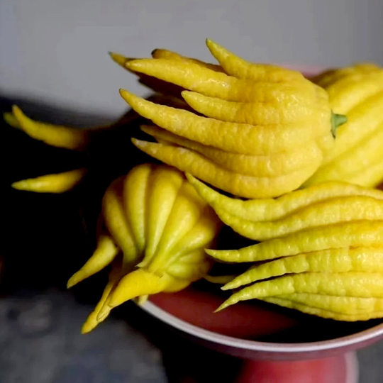 Jinhua bergamot, bergamot fruit, golden bergamot, open bergamot for display in water