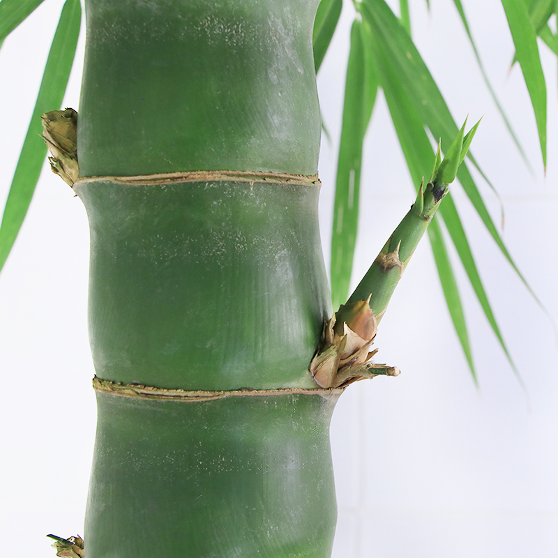 佛肚竹罗汉竹葫芦竹子盆栽大型鲜活易养活室外观叶植物送广佛同城 - 图2