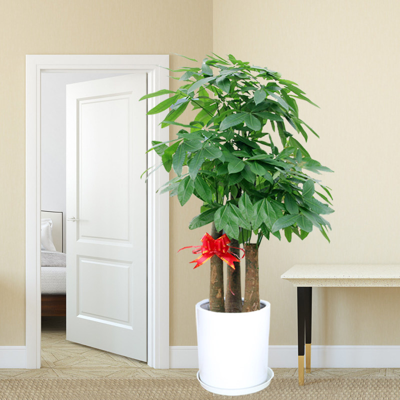 大型三杆步步高发财树盆栽办公室绿植公司开业乔迁送礼植物室内,淘宝优惠券,粉丝福利购,淘宝优惠卷