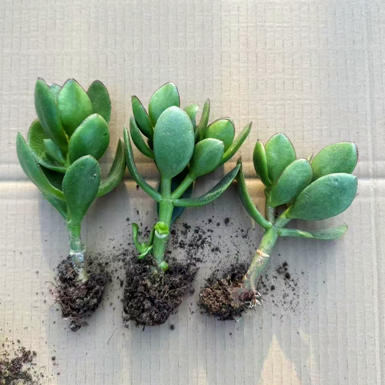 玉树苗盆栽老桩万年青多肉植物室内室外四季常青花卉懒人好养,淘宝优惠券,粉丝福利购,淘宝优惠卷