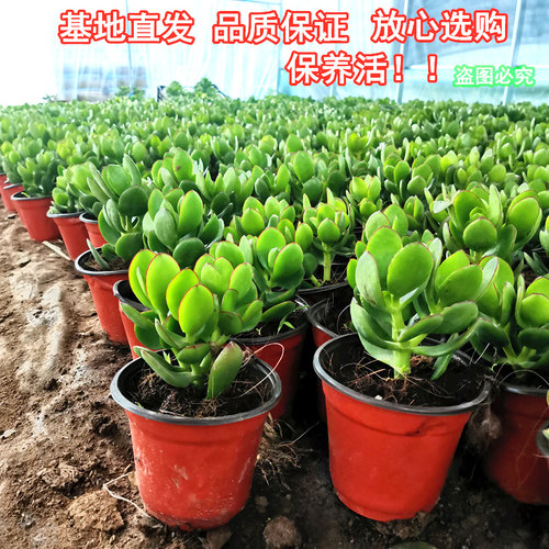 玉树盆栽老桩 大颗好养 室内四季常绿 多头群生多肉植物组合套餐 - 图1
