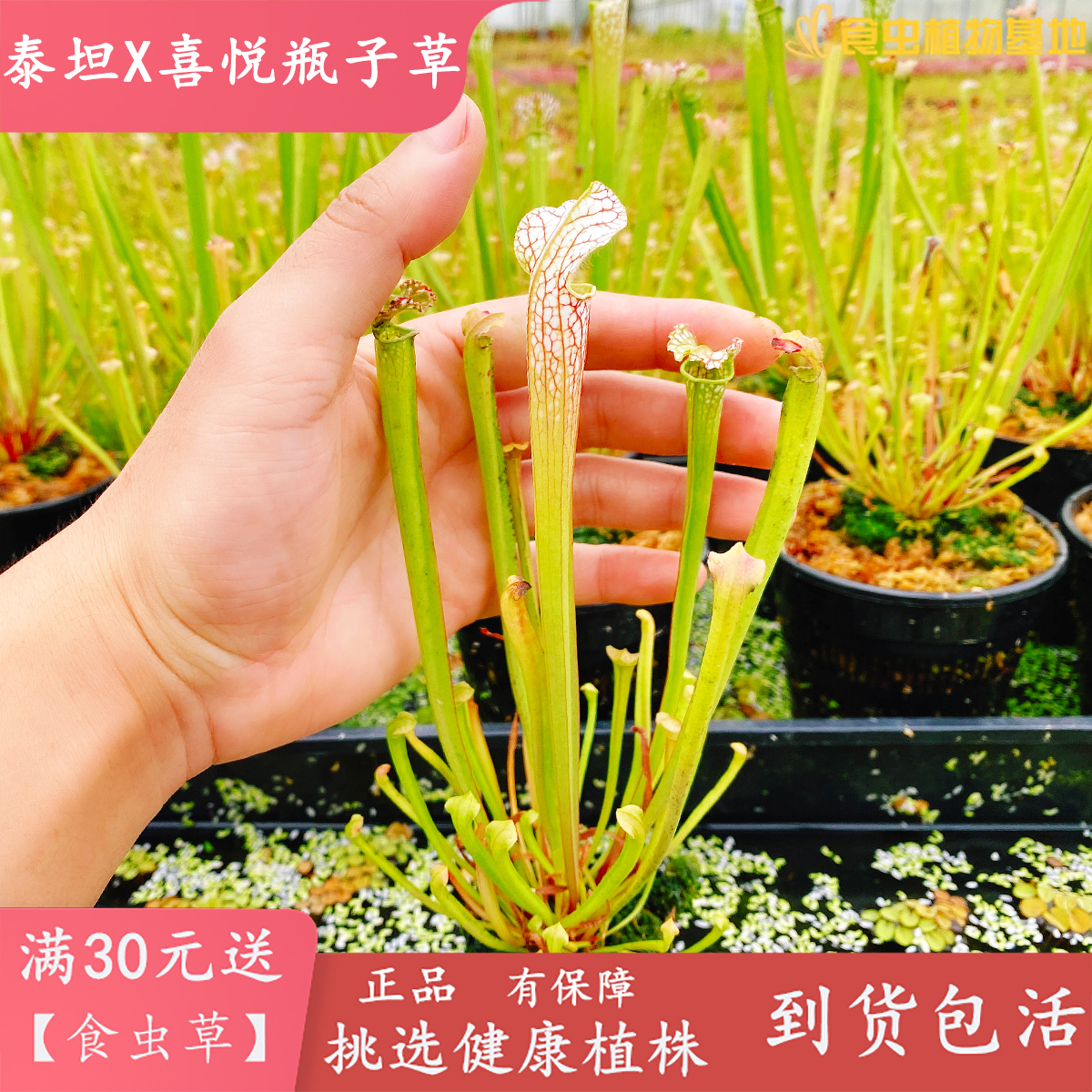 泰坦X喜悦瓶子草【食虫植物进口新品种纯种白瓶杂交驱蚊食虫草】 - 图3