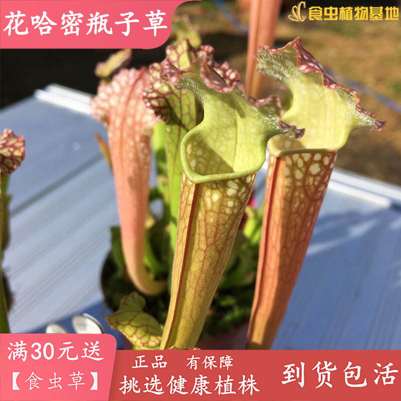 花哈密瓶子草【食虫植物大型捕虫草造景观装饰花园大批养殖包邮】 - 图3