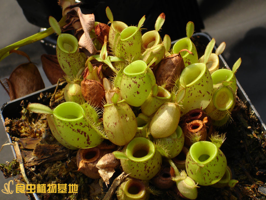 食虫植物红绿苹果猪笼草【食虫草包邮盆栽稀有品种进口种苗小苗】-图0